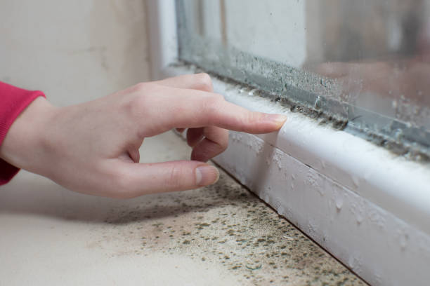 Best Mold Damage Restoration  in Margaret, AL